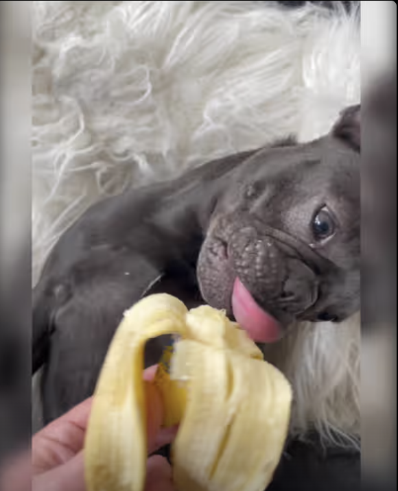 Cute Little Monkey !